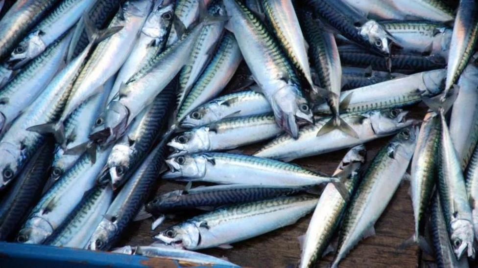 Supermarkets Face ‘Skimpflation’ Claims Over Tinned Jack Mackerel Switch