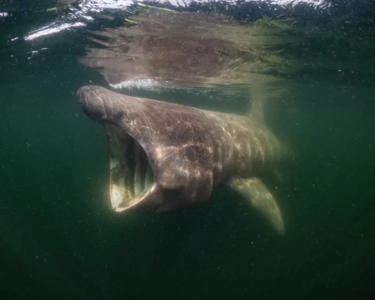 Unveiling the Hidden Wonders of the North Sea in a New Documentary