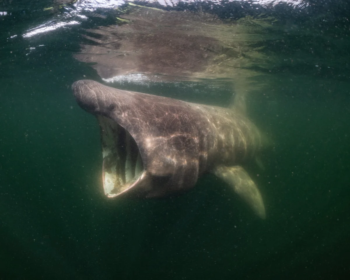 Unveiling the Hidden Wonders of the North Sea in a New Documentary