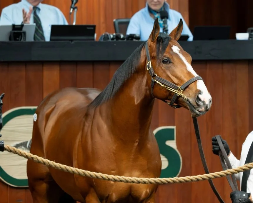 Inside the $10.5 Million Gamble: Why Owners Are Chasing Kentucky Derby Glory