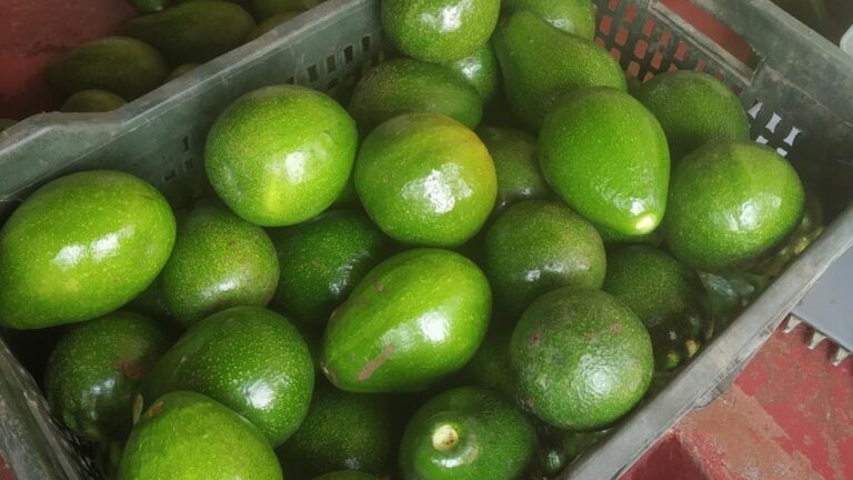 Indian Farmers Pivot to Avocado Cultivation Amid Surging Domestic Demand